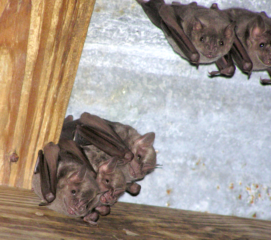 Bats in the Reef Bay Sugar Plantation ruins.