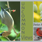 Uncommon Views, Photos by Pete Myers