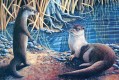 Thumbnail: Otters at the Water's Edge