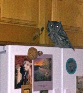 Athena, in the guise of a western Screech owl, sitting on my refrigerator.
