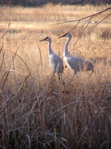 A pair of Sandhill Cranes in late afternoon light. 