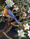 Thumbnail: Bluebird