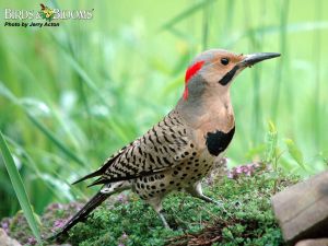 Thanks to Birds and blooms for this great photo of a Norther Flicker