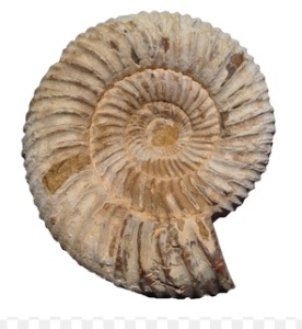 Ammonite- a fossil I found in  a marketplace in Peru many years ago.