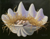 Thumbnail: Shell Nest II